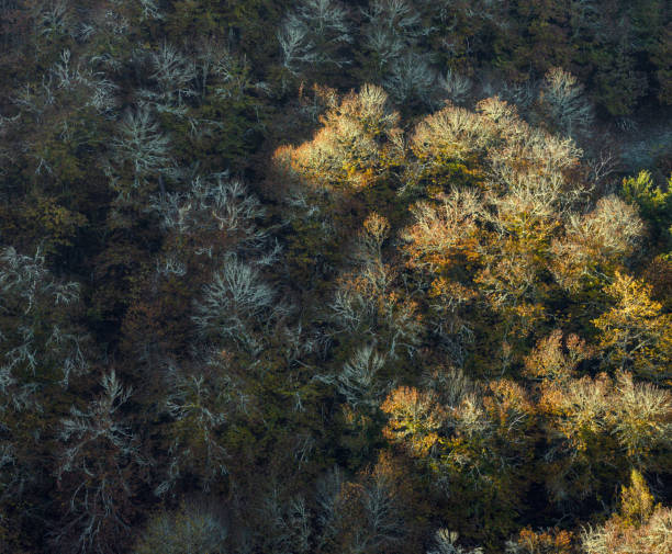 istock winter forest with trees  covered  with white lichen 1195369457