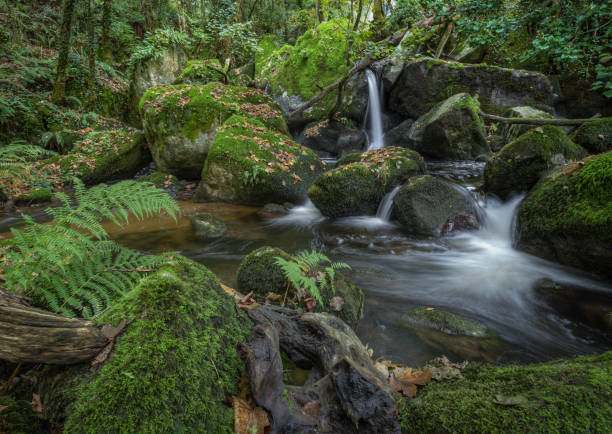 istock Stream of water flows between mossy rocks and fallen trunks 1195370167