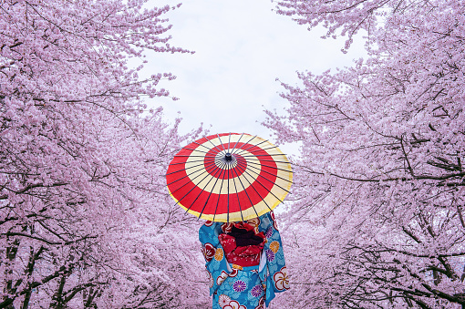 Mujer asiática con kimono tradicional japonés y flor de cerezo en primavera, Japón. photo