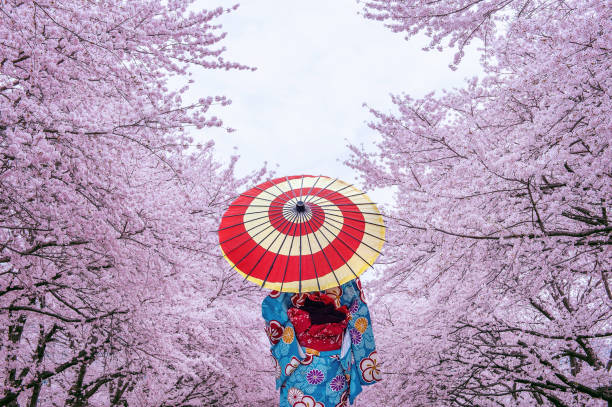 donna asiatica che indossa kimono tradizionale giapponese e fiori di ciliegio in primavera, giappone. - giappone foto e immagini stock