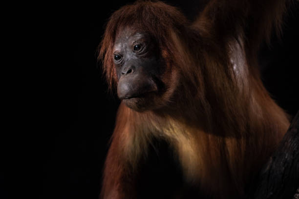 장착 된 여성 오랑우탄 - rainforest monkey dead animal horizontal 뉴스 사진 이미지