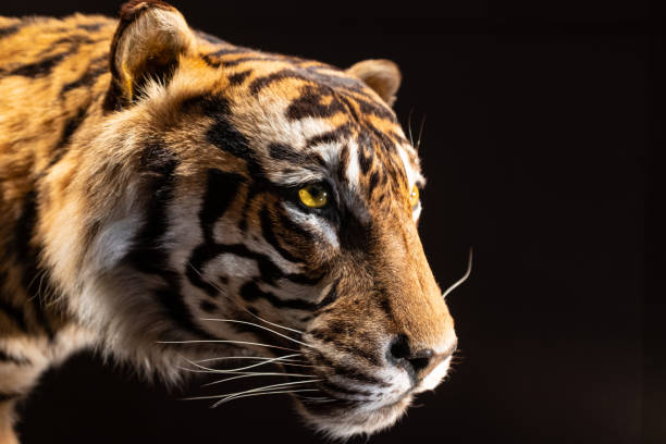 Head of mounted Sumatran Tiger Head of mounted Sumatran Tiger taken in display with black background taxidermy cat stock pictures, royalty-free photos & images