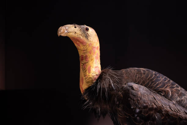Head of mounted California condor stock photo