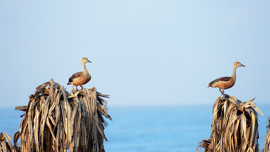 Two Lesser Indian whistling duck (Dendrocygna javanica), a tree nesting wetland water bird with brown long neck and dark gray bill legs spotted sitting on dry leaves. Chilika Lake	Odisha India Asia