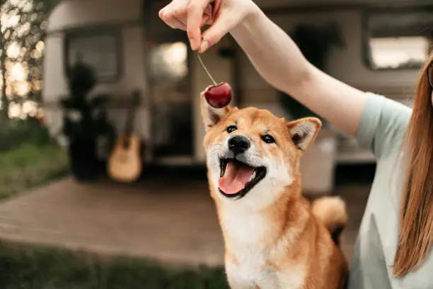 happy shiba inu dog with owner giving it a cherry outdoors