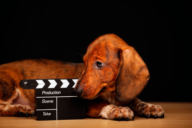 istock dog portrait clapper board table dark background 1195375579