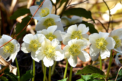 Helleborus niger Valentine Darling, commonly called Christmas rose or black hellebore, evergreen perennial flowering plant in buttercup family, Ranunculaceae