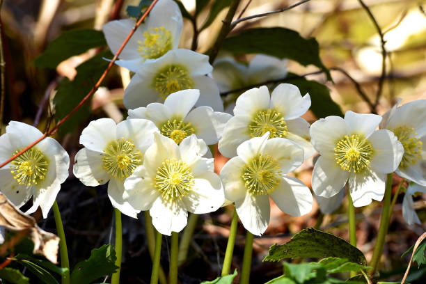 Snow rose or Christmas rose blooms in spring in the Salzkammergut Die Schneerose oder Christrose blüht im Frühjahr im Salzkammergut (Oberösterreich, Österreich) - Snow rose or Christmas rose blooms in spring in the Salzkammergut (Upper Austria, Austria) black hellebore stock pictures, royalty-free photos & images