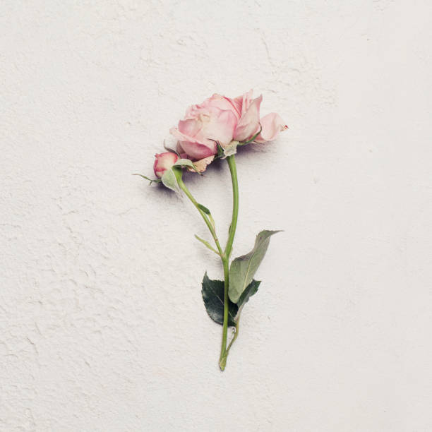 istock Pastel pink rose flower on white stucco background 1195376419