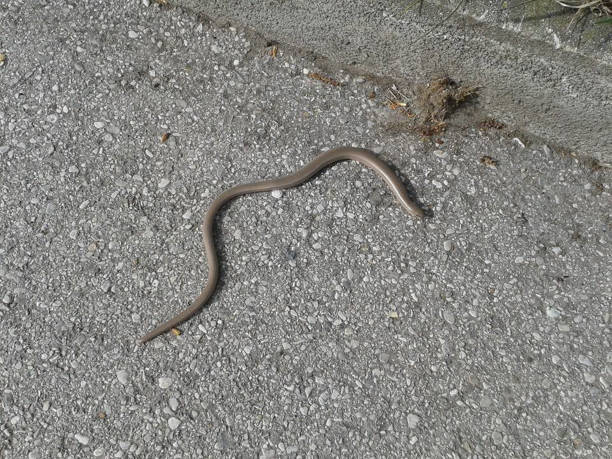 istock a blindworm on a street 1195377417