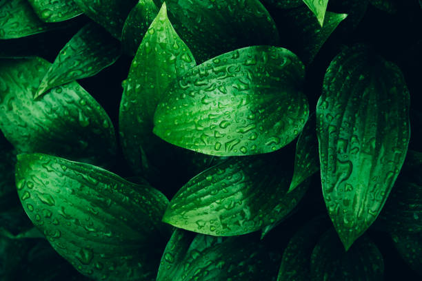 istock Greenery beautiful fresh plant  leaves with rain drops background. 1195378407