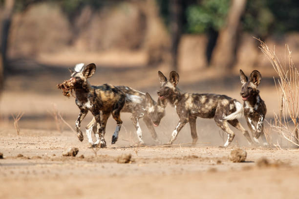 istock African wild dog pups in Mana Pools 1195378573
