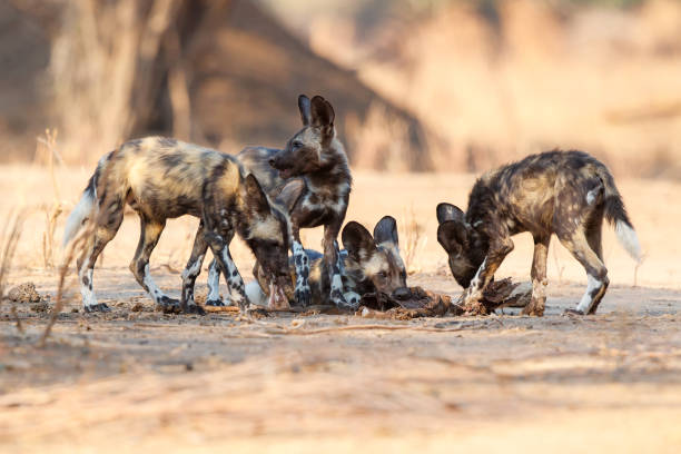 istock African wild dog pups in Mana Pools 1195378574