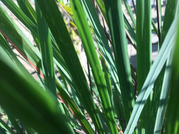 istock Green leaves of lemon grass 1195379406
