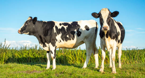 istock Two cows, frisian holstein, standing in a pasture under a blue sky 1195380917