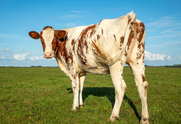 Lovely friendly young cow looks backwards, in the field, mottled with swinging tail, under a blue sky with small clouds and a horizon.