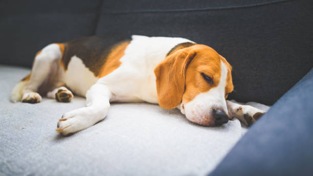 istock Beagle dog tired sleeps on a cozy couch in bright room. 1195381493