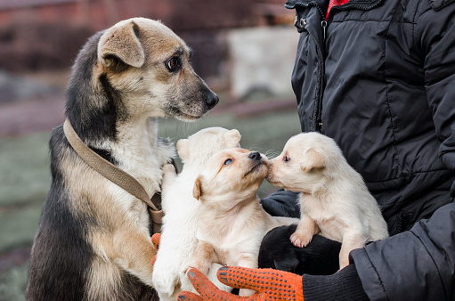 adult dog and puppies in the hands of a man close up