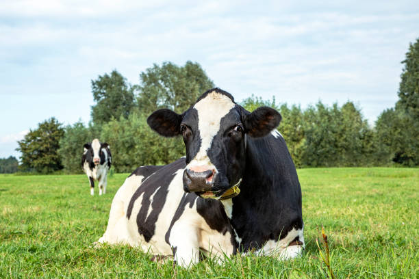 istock Cow is lying in the meadow, 1195381556