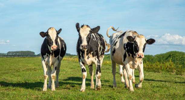 istock Calves hopping through the meadow 1195381557