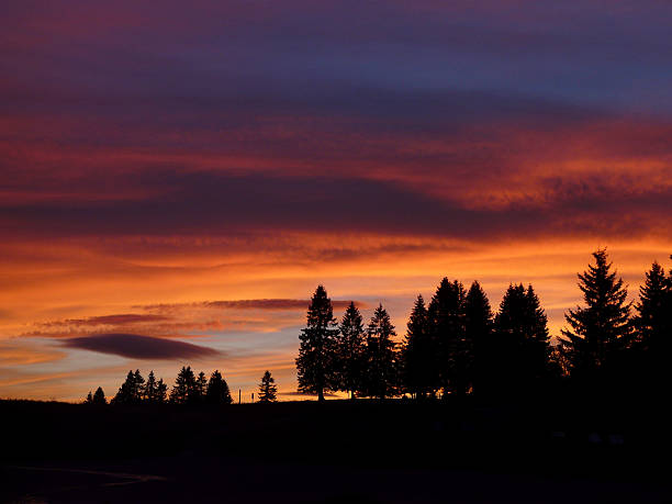 This serene image captures a vibrant sunset glowing through tall pine trees along the edge of a lake. The fiery sun rests low in the sky, casting a golden shimmer across the rippling water and painting the surrounding treetops with soft orange and red hues. The dense silhouette of the pine trunks and needles creates a strong frame around the bright focal point. The light peeking through the trees creates a peaceful, reflective mood, making this photo an ideal representation of quiet evenings in a forested lakeside environment in the USA.