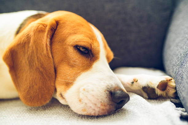 istock Beagle dog tired sleeps on a cozy couch in bright room. 1195381740