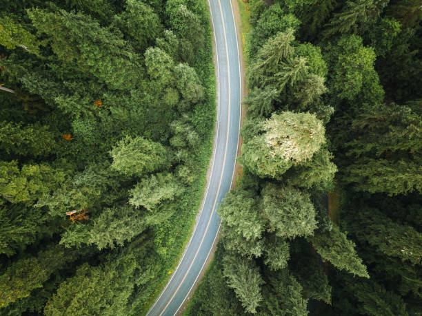 istock winding road in the forest on north america 1195382809
