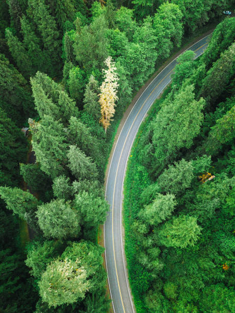 istock winding road in the forest on north america 1195382845