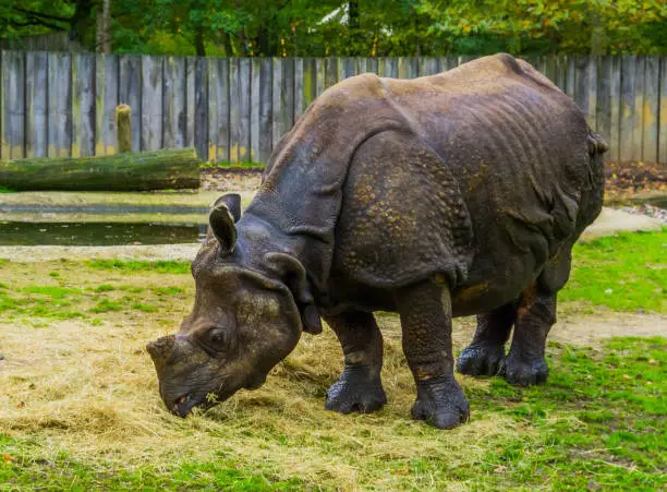 Photo of great indian Rhinoceros eating hay, diet of a rhino, Vulnerable animal specie from India