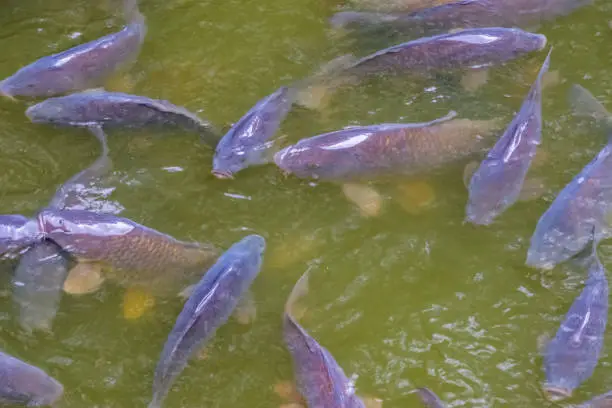 Photo of school of hungry common carps swimming in the water, popular fresh water fish from Europe, Vulnerable animal specie