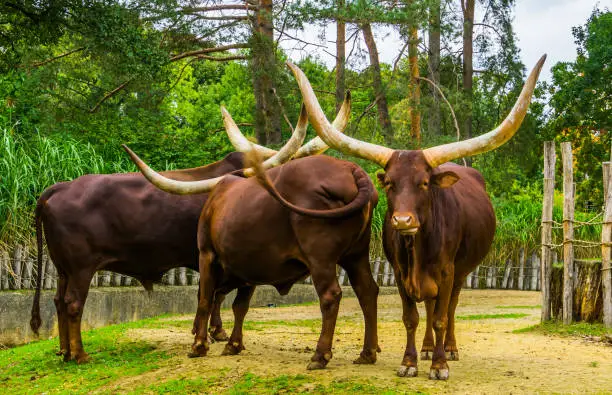 Photo of family portrait of a herd of Ankole Watusi, Popular american cow breed with big horns