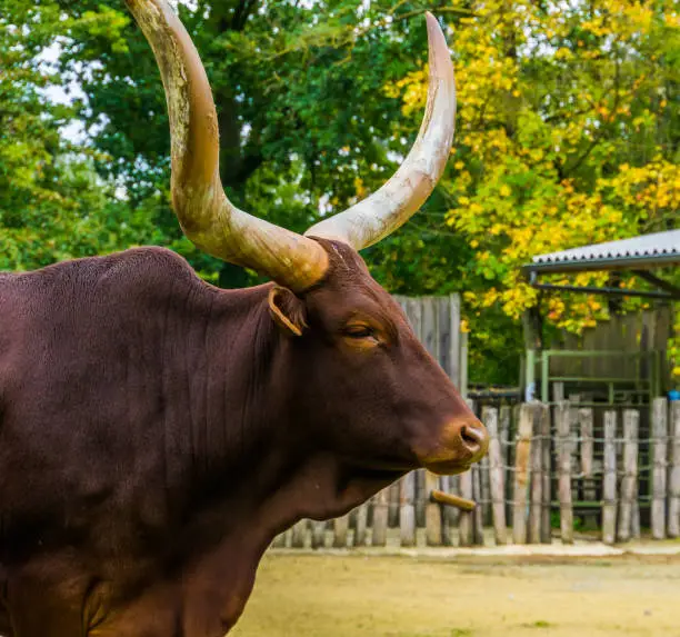 Photo of The face of a ankole watusi in closeup, Popular american cow breed with big horns