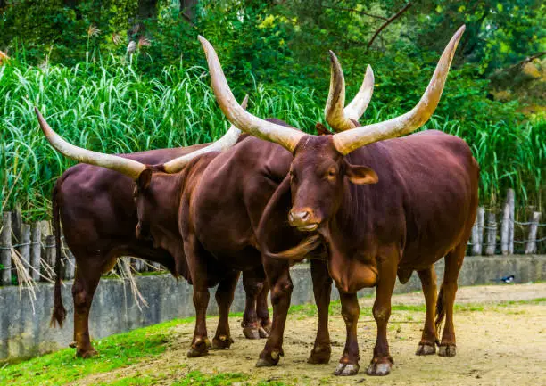 Photo of herd of Ankole Watusi together in the pasture, Popular american cow breed with big horns