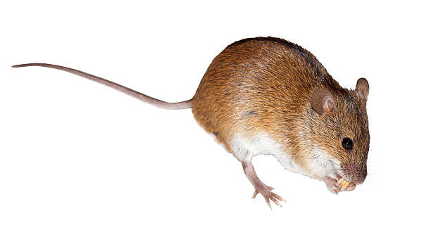 istock Striped Field Mouse, Apodemus agrarius 119538545