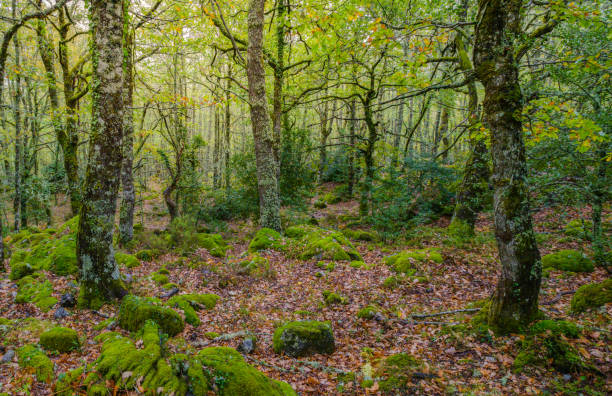 istock Atlantic rainforest of oaks in Ancares 1195386032