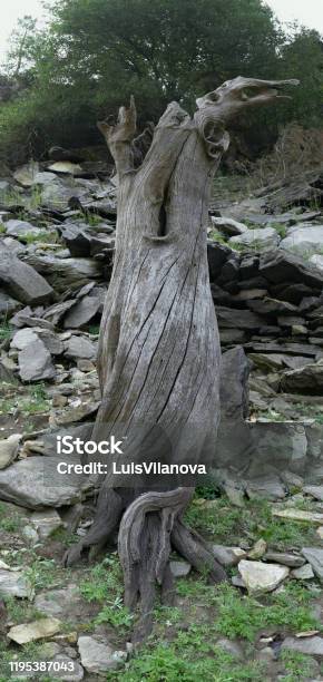 Big Trunk Of Dead Chestnut Tree Stock Photo - Download Image Now - Camino De Santiago, Forest, Galicia