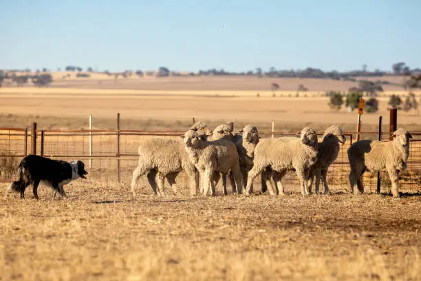 A Border Collie herding a group of sheep in Western Australia.