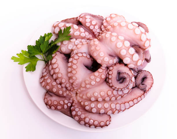 Raw Octopus on plate on white background
