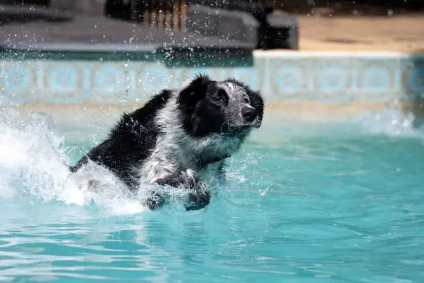 A black and grey dog  creating a splash as it lands in a backyard pool.