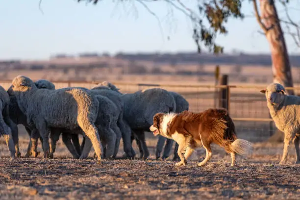 A brown and white Border Collie herding a group of sheep in Western Australia.