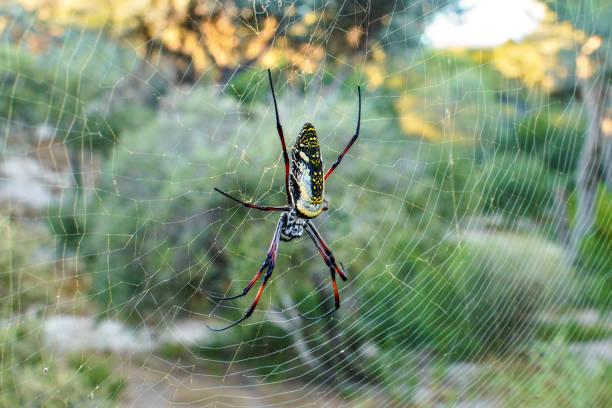 czerwona noga złota kula tkacza pająka samica - nephila inaurata madagascariensis, spoczywana na jej gnieździe, słońce nad niewyraźnymi krzakami w tle - orb web spider zdjęcia i obrazy z banku zdjęć