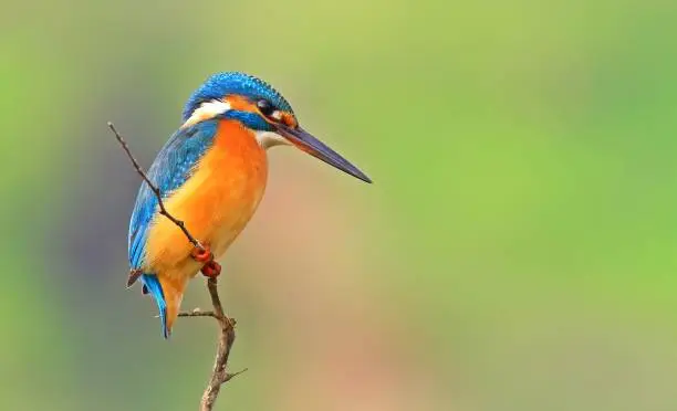 Kingfisher (Alcedo atthis) is lives near lake, sea and rivers.