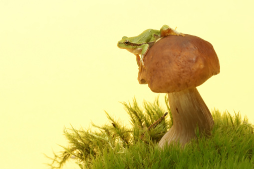 Tree frog (Hyla arborea) on mushroom, Boletus