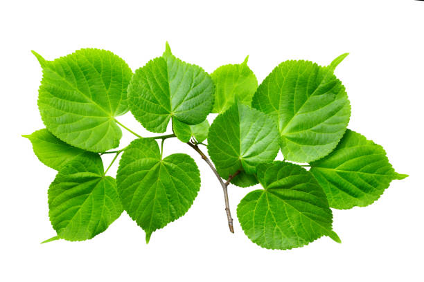 istock Spring twig linden with green leaves on a white background. 1195390393