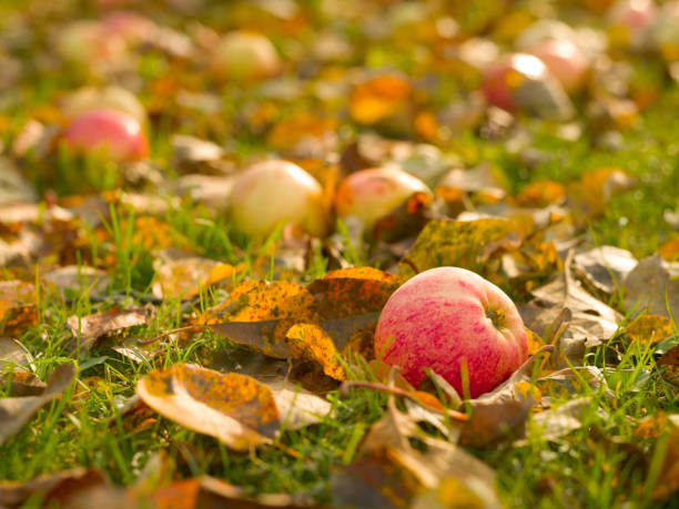 Fresh yellow-red striped apple lies on green grass with fallen leaves