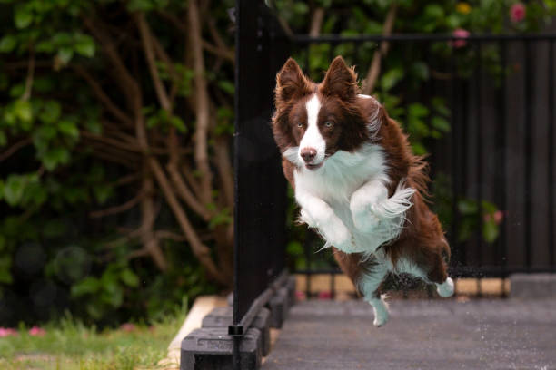 Border Collie Jumping stock photo