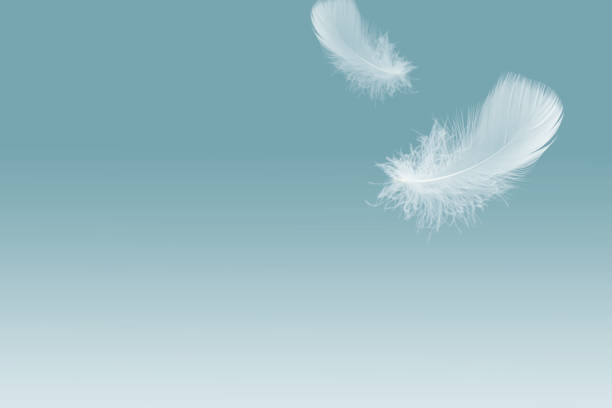 istock White feathers floating in the air with copy space 1195392837
