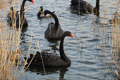 Pictures of black swans swimming in the pond in various poses and waiting to be fed by tourists.