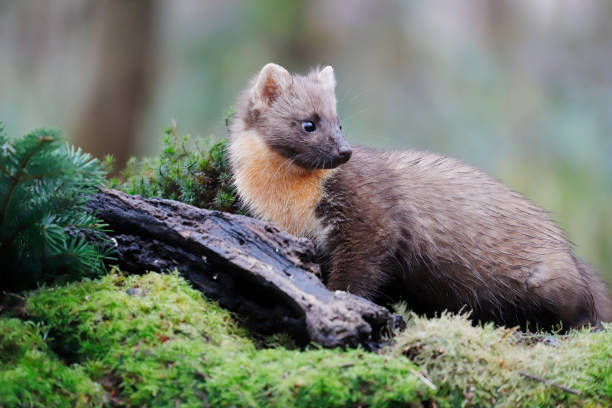 istock European pine marten (Tuesday) 1195393685