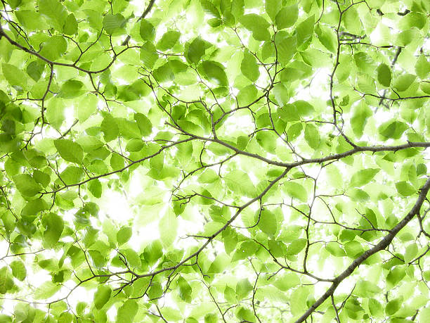 istock Green leaves of beech tree 119539381